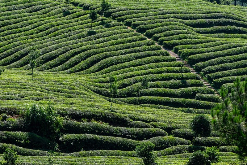 Artisanal Teas